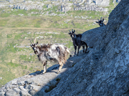 Mountain goats in Ogwen Valley, Snowdonia national park, Wales, United Kingdomの写真素材