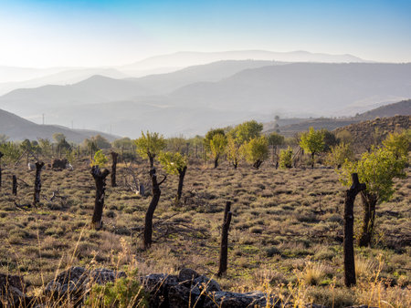 Vineyards fields near Villel village, Teruel, Spainの写真素材