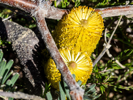 Yellow Banksia in Royal national park, Australiaの写真素材