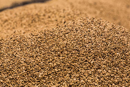 a large mound of dried brown coffee beans