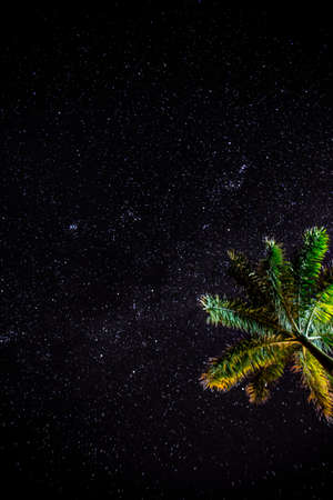 Looking up at the stars with a palm tree in the imageの写真素材