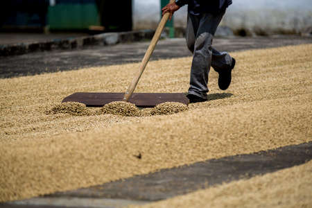 Natural light brown coffee beans being turned in the sun for drying .の写真素材