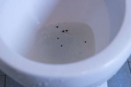 Flies etching at the urinalの写真素材