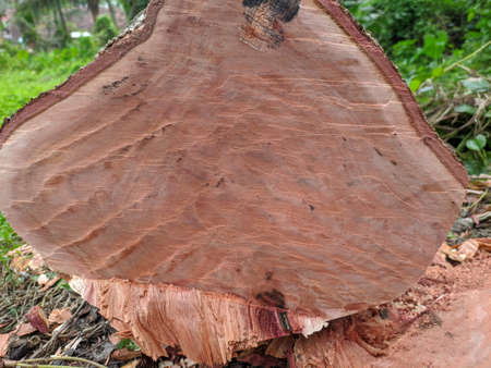 Beautiful circle texture on tree stump