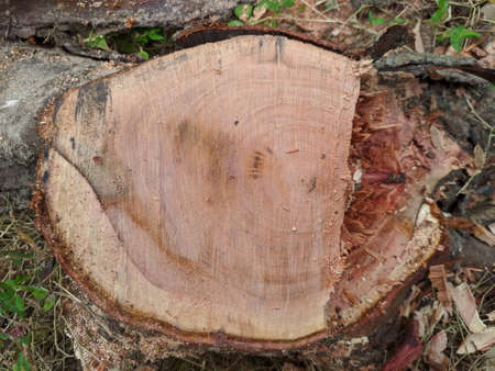 Beautiful circle texture on tree stumpの写真素材