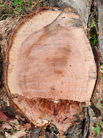 Beautiful circle texture on tree stumpの写真素材
