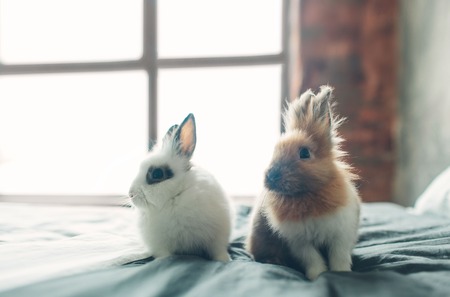 group of Beauty Cute sweet Little Easter Bunny rabbits baby in variety colors black brown and white in the room on the bedの写真素材