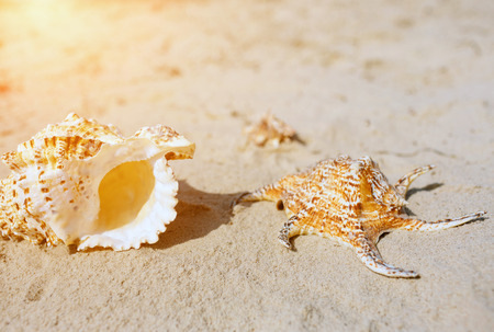 Seashell on sand background. Beach or sea coast. Sunny and bright.