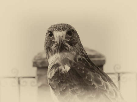 Looking for a bird of prey used in falconry workの写真素材