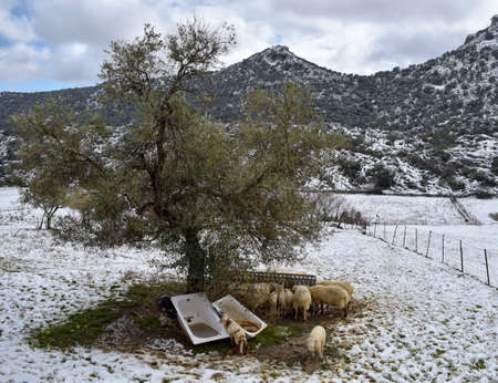 set of sheep shelter from the storm of snow under a treeの写真素材