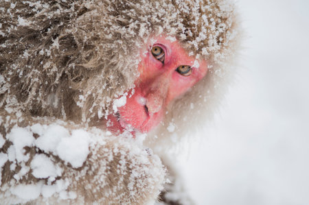 Japanese snow monkey, under heavy snow at the monkey shrine in the countryside of Japanの写真素材