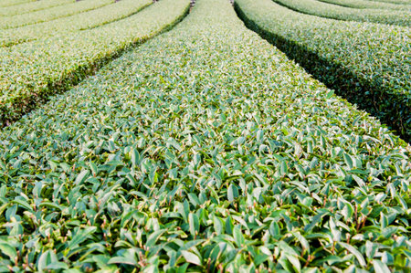 Tea Plantation in Chiang Rai, Thailand. Tea Plantationの写真素材