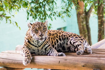 Jaguar is a large felid native to the South America.の写真素材