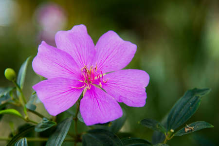 Close up of a purple flower with green leaves in the background.の写真素材