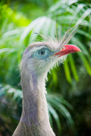 Portrait of the great crested phoenicopterus rothschildiの写真素材