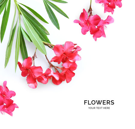 Pink oleander flowers isolated on white background. Flat lay, top view