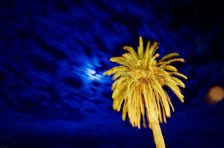 Top of the palm tree against night blue skyの写真素材