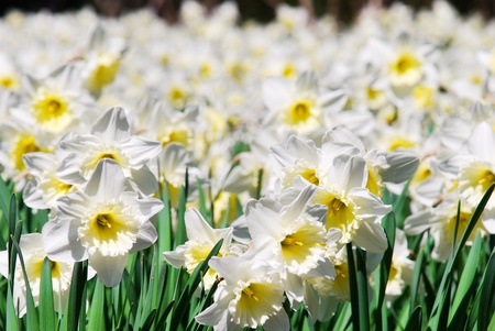 Beautiful meadow with blooming daffodils near Yalta, Crimeaの写真素材