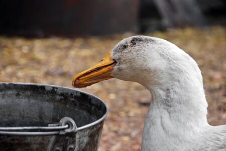  Goose who drinks waterの写真素材
