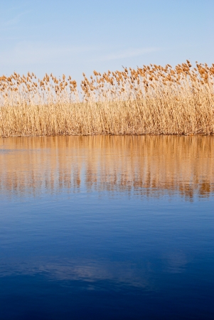 Reedsの写真素材