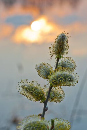 Pussy willow on the background of the reflection of the setting sun in the waterの写真素材