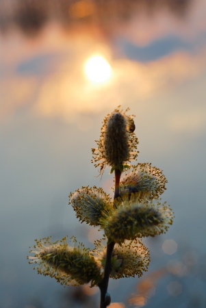 Pussy willow on the background of the reflection of the setting sun in the waterの写真素材