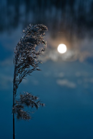 Reeds and moonlightの写真素材