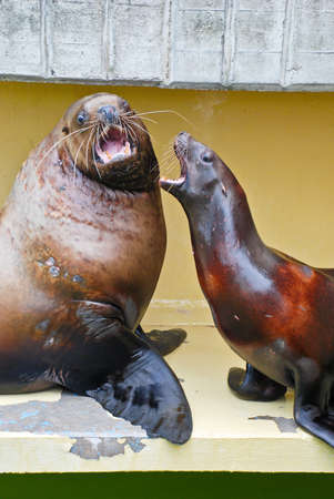 The couple of sea lions in Lithuanian Sea museum の写真素材