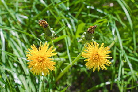 Two dandelions on a background of green grass 