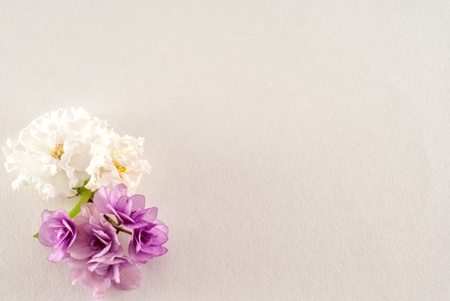 Blooming African violet isolated on a white backgroundの写真素材