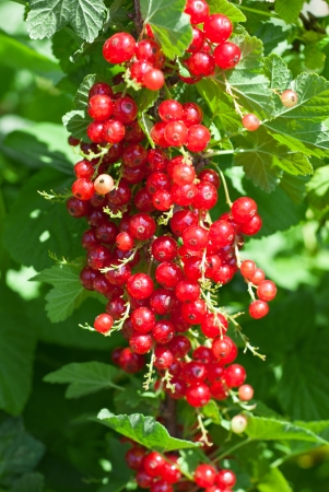 A branch of red currantsの写真素材