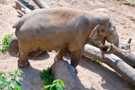 Elephant in the Prague zooの写真素材