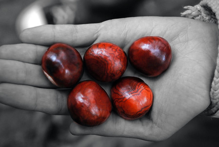 Little palm with chestnutsの写真素材