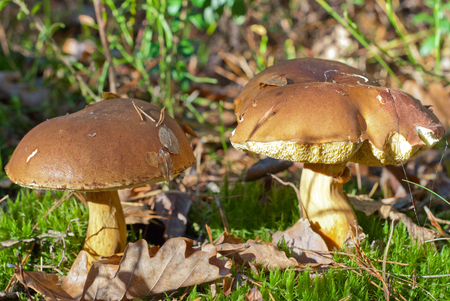 Mushrooms in the autumn forestの写真素材