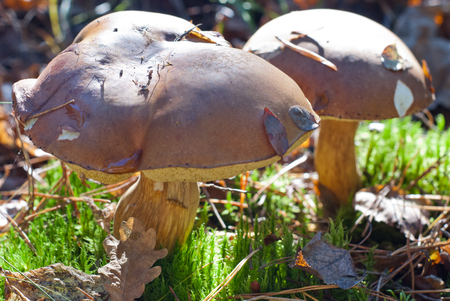 Mushrooms in the autumn forestの写真素材