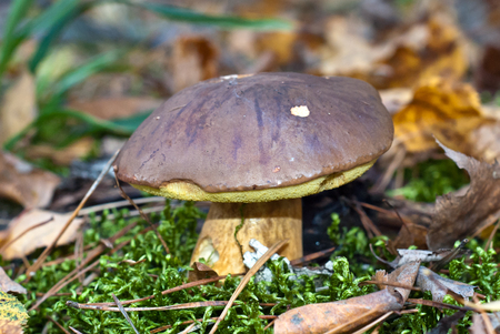 Mushroom in the autumn forestの写真素材