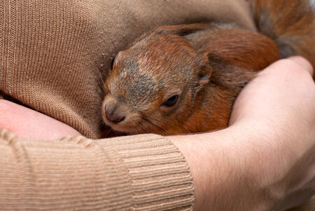 Red squirrel lying on handの写真素材