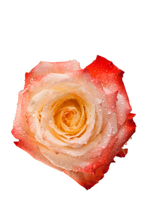 Beautiful rose isolated on whiteの写真素材