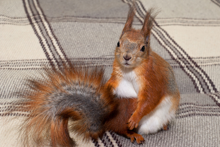 Red squirrel in the houseの写真素材