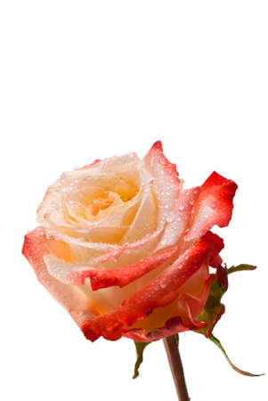 Beautiful rose isolated on whiteの写真素材