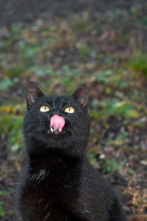 Young black cat begging foodの写真素材