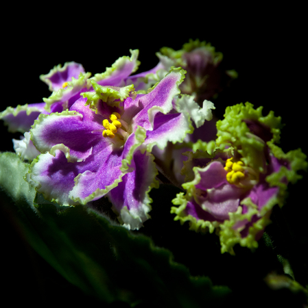 Blooming African violet isolated on blackの写真素材