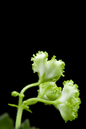Blooming African violet  Irish Laughter  isolated on black