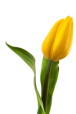 Yellow tulip isolated on whiteの写真素材