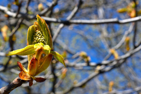 Ð¡hestnut bud, botanical garden, April, Kyivの写真素材