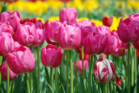Beautiful pink and yellow tulips, Aprilの写真素材
