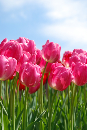 Beautiful pink tulips, Aprilの写真素材