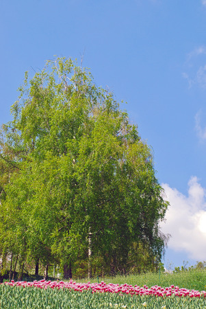 Spring landscape, Ukraineの写真素材