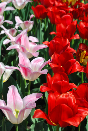 Two varieties of beautiful tulips, Aprilの写真素材