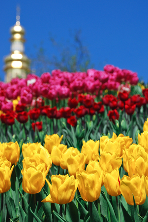 Yellow, red and pink tulips on the  orthodox church, Kyivの写真素材